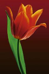 Poster - Tulip on red Marcos y Cuadros
